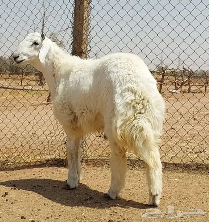 ذبايح نعيم وتيوس وحري 1