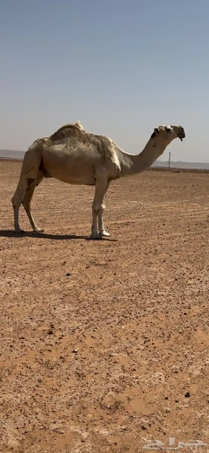 بعير منتج 0