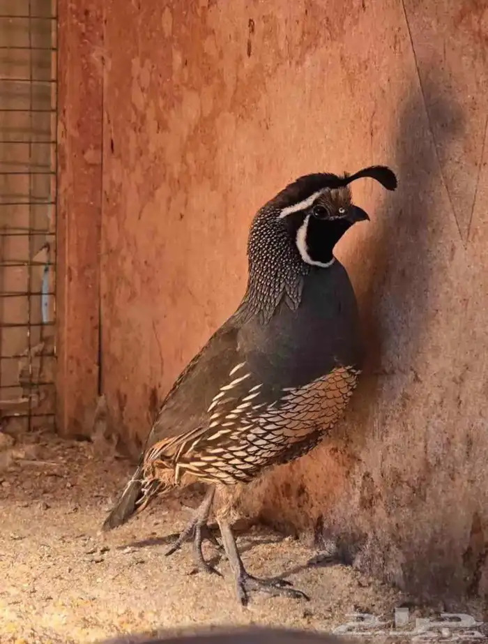 سمان كالفورني 1