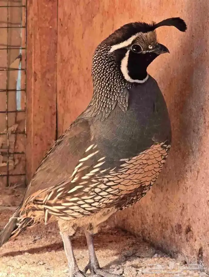 سمان كالفورني 0