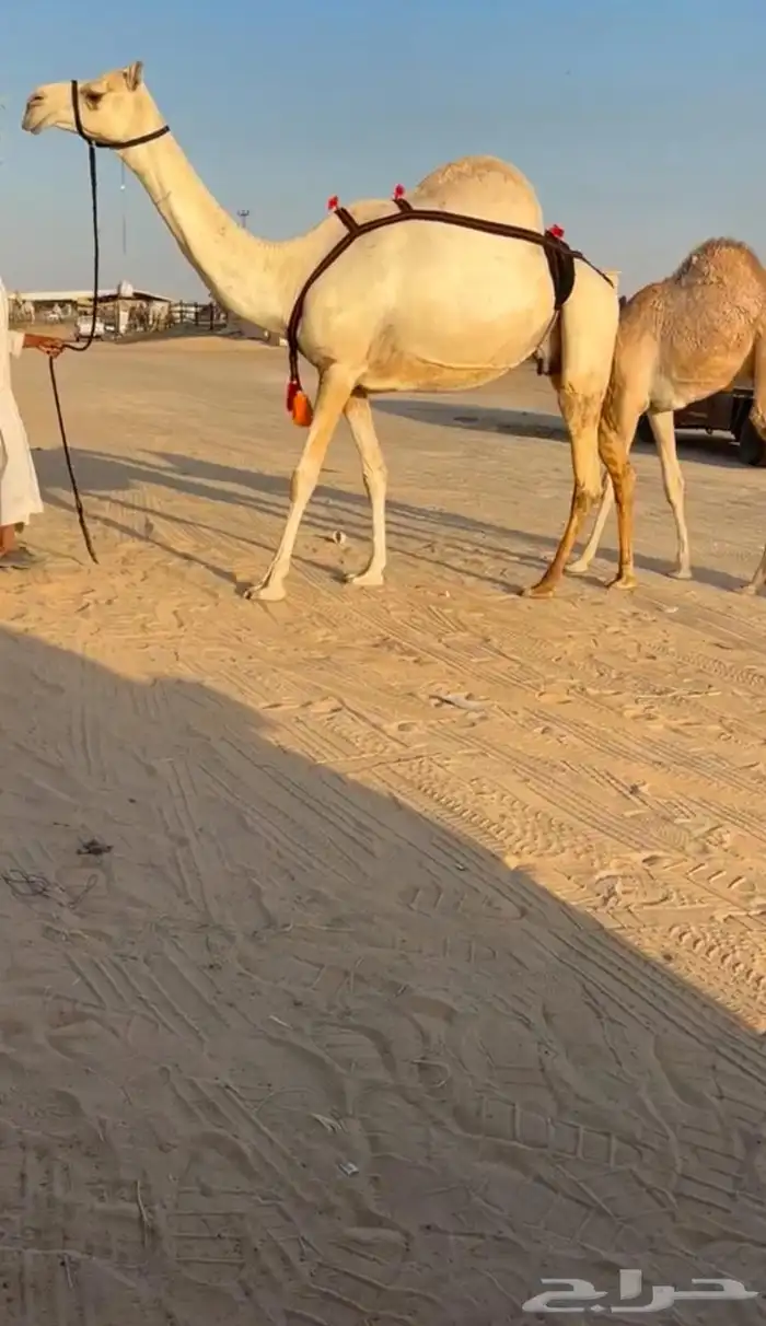 عشراء بنت قايد الجيش تحتها قعود للبيع هجن 0