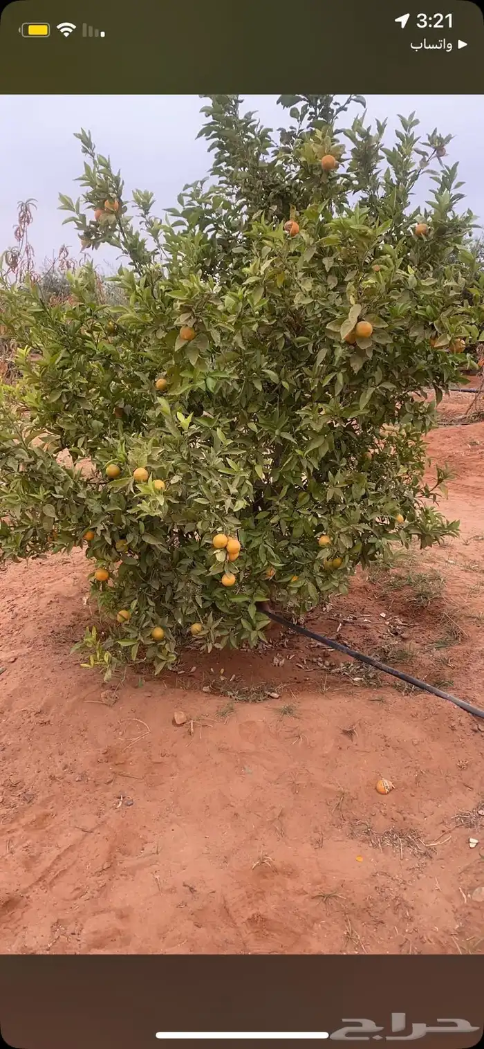 للبيع مشروع زراعي متكامل 8