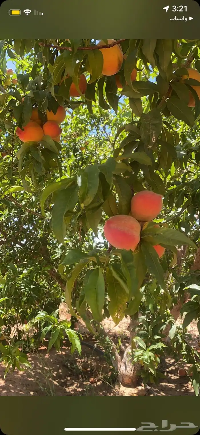 للبيع مشروع زراعي متكامل 5