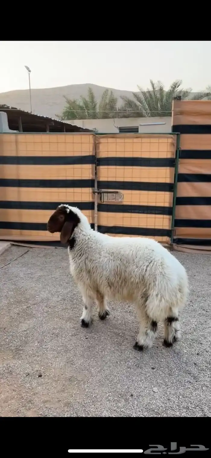 نعيم بهم فااخر 2