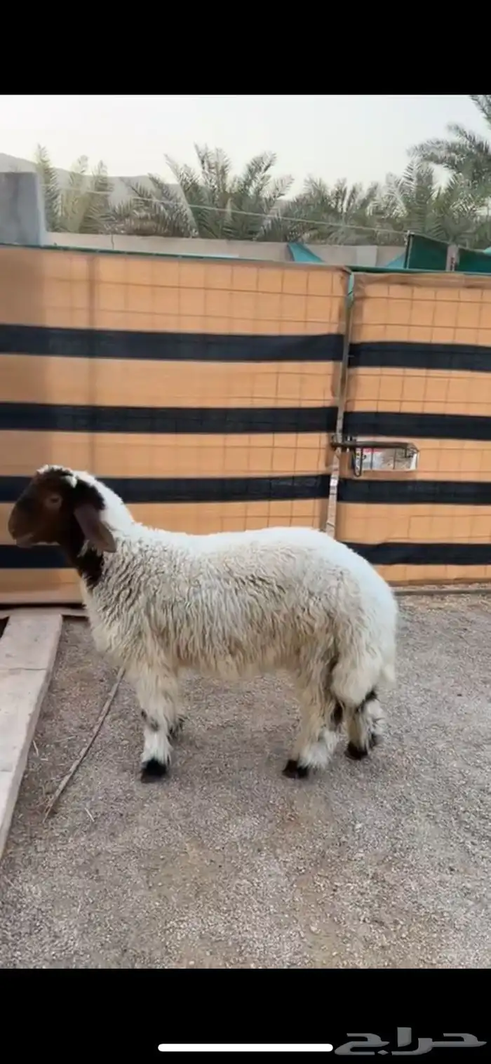 نعيم بهم فااخر 1