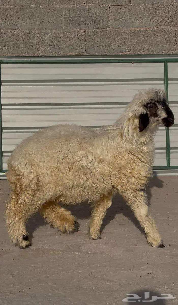 عربي خروف مكحل هرفي طلي لباني نعيمي 0