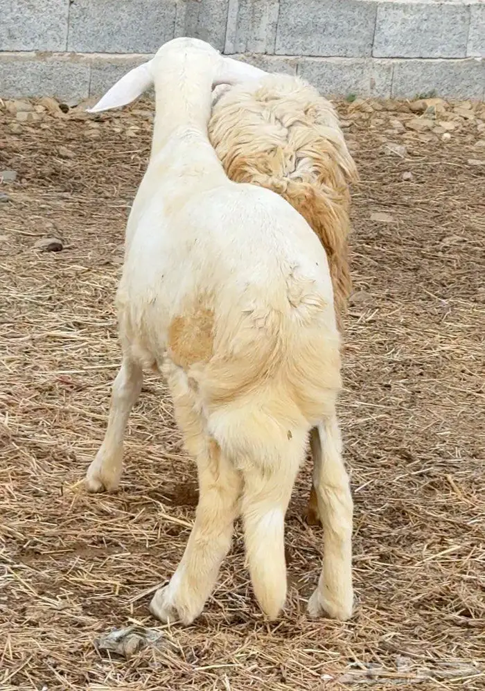 خروف مشروع فحل 2