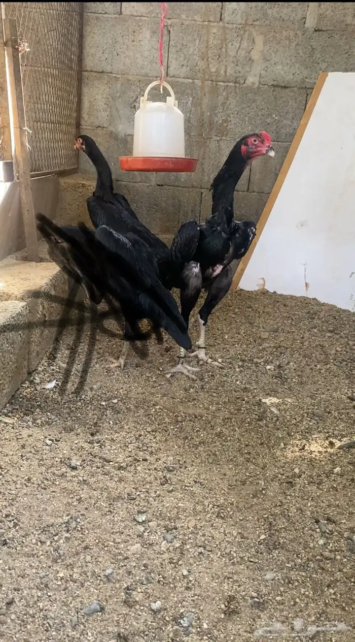 الماني هزاز زوج   تم البيع 0