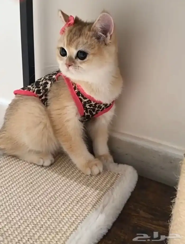 عرض للتجار المهتمين بالإنتاج ذكر وانثى مسجلين مستوى عالي 1