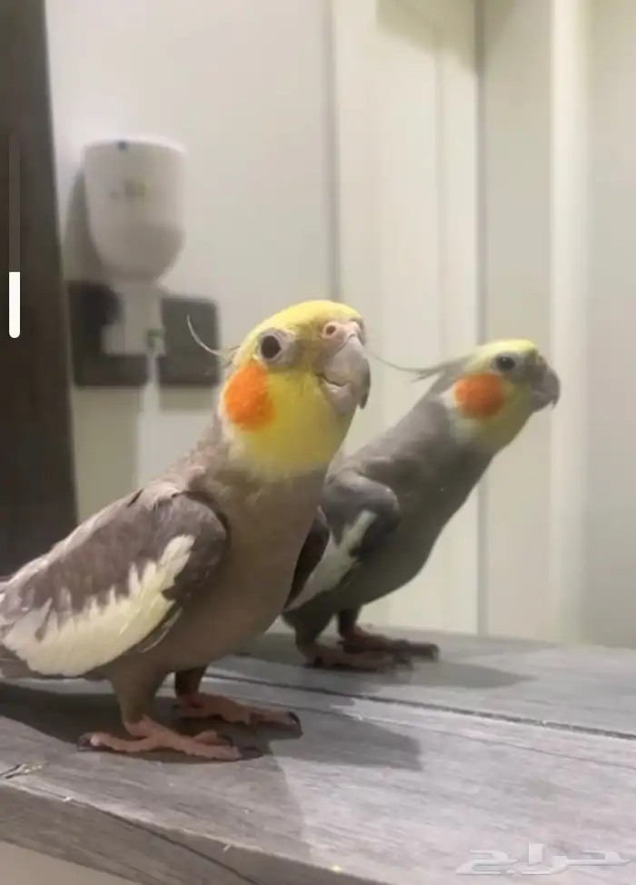 كروان ذكر اليف 2