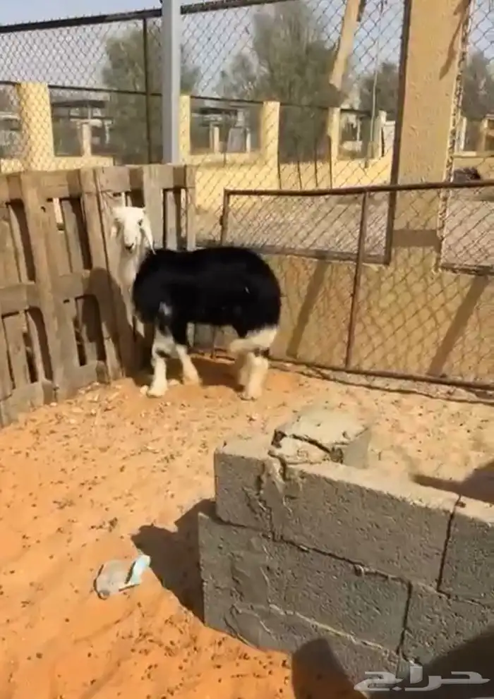 خروف نجدي 1