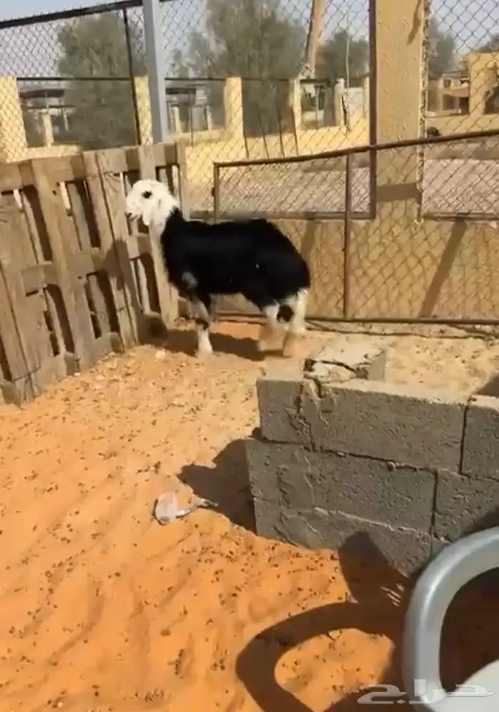 خروف نجدي 2