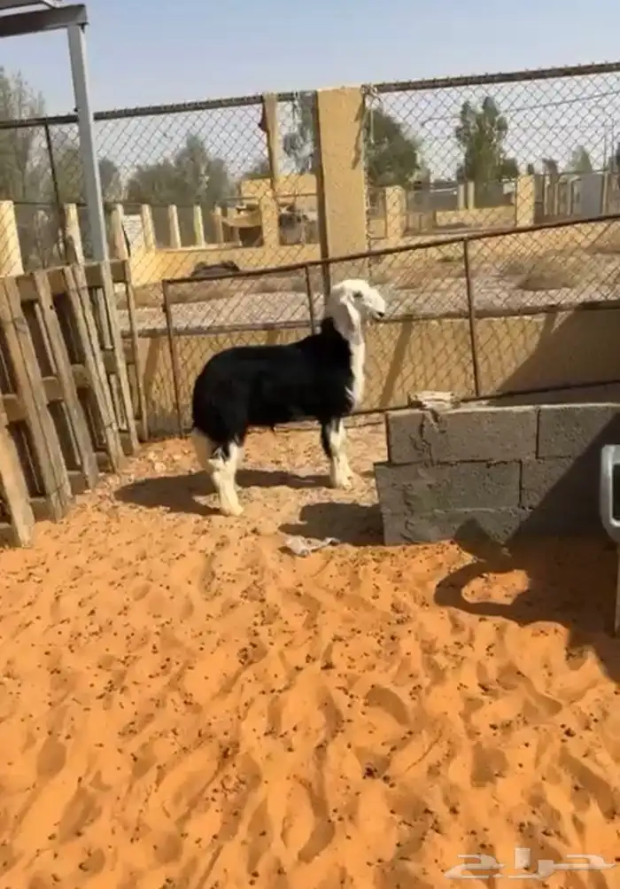 خروف نجدي 0