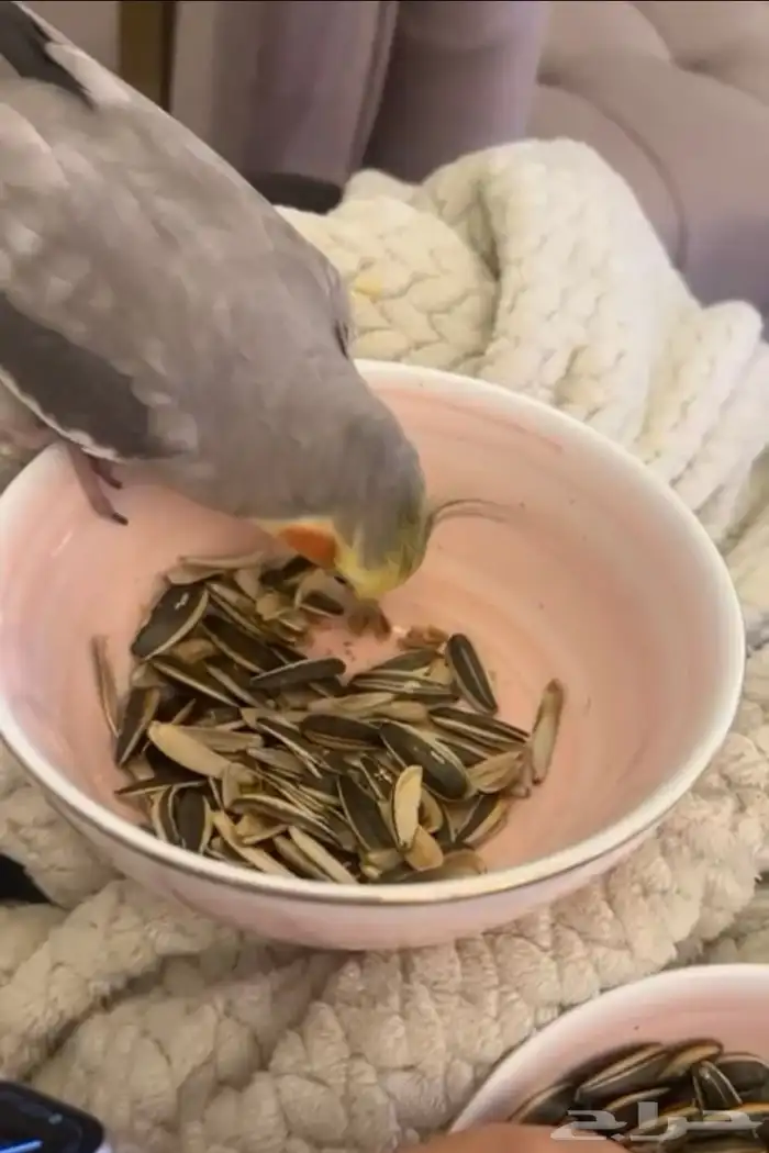 كروان ذكر اليف 0