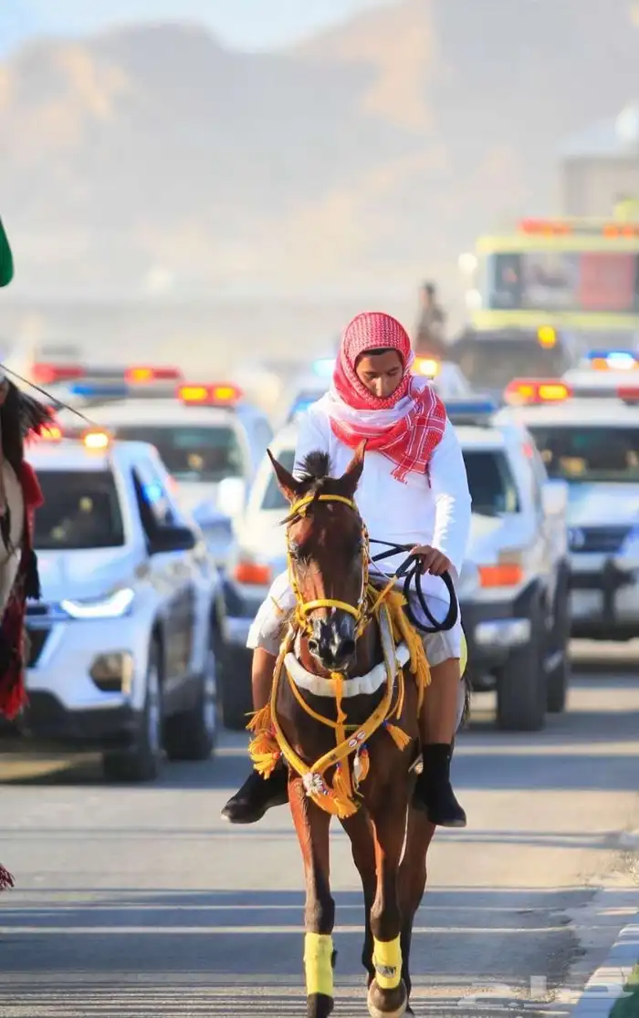 خيل شعبي اللبيع حصان طرب الي يبغاء الطرب ليفوته 0