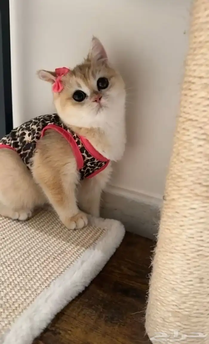 عرض للتجار المهتمين بالإنتاج ذكر وانثى مسجلين مستوى عالي 0