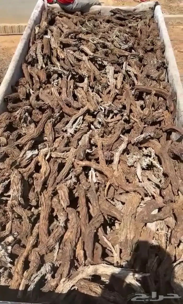 حطب سمر شرط 0