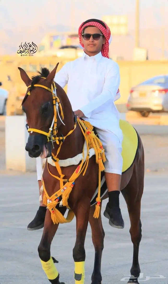 خيل شعبي شيخ 0