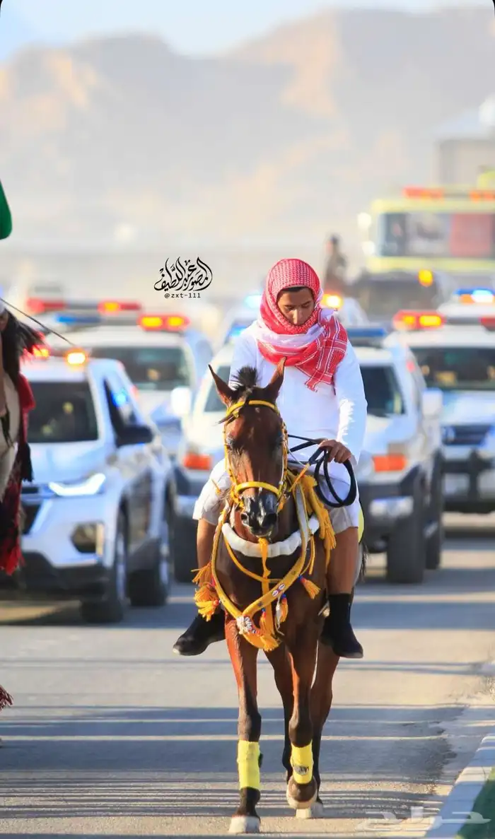 خيل شعبي شيخ 3