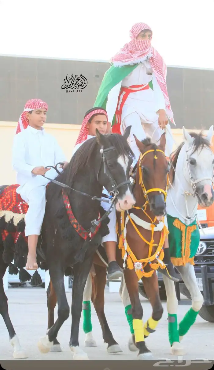 خيل شعبي شيخ 2