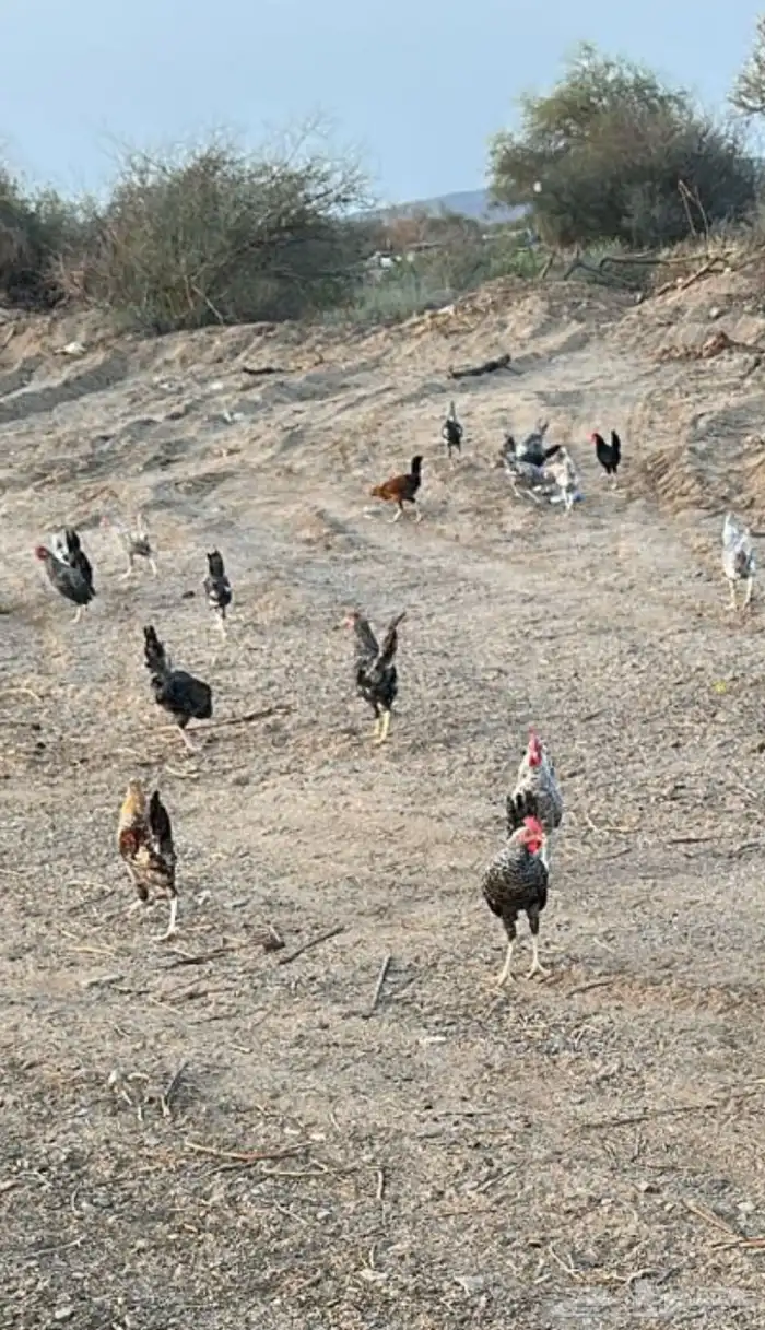 ديكه 2