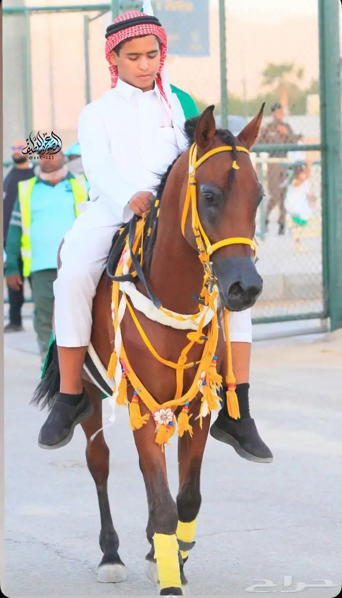خيل شعبي اللبيع حصان طرب الي يبغاء الطرب ليفوته 1