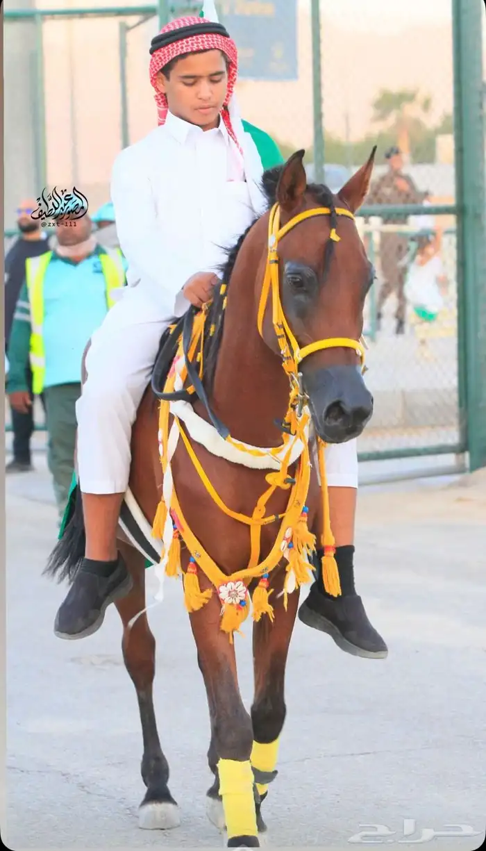 خيل شعبي شيخ 1
