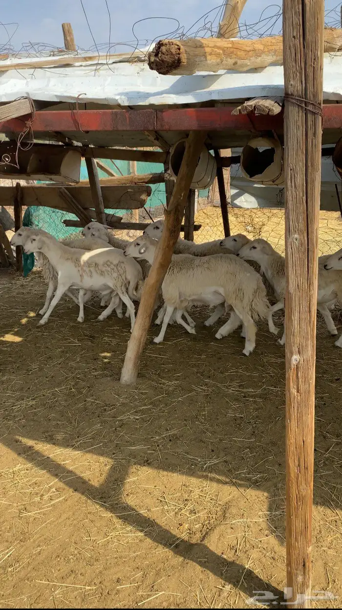 طليان حريه 3