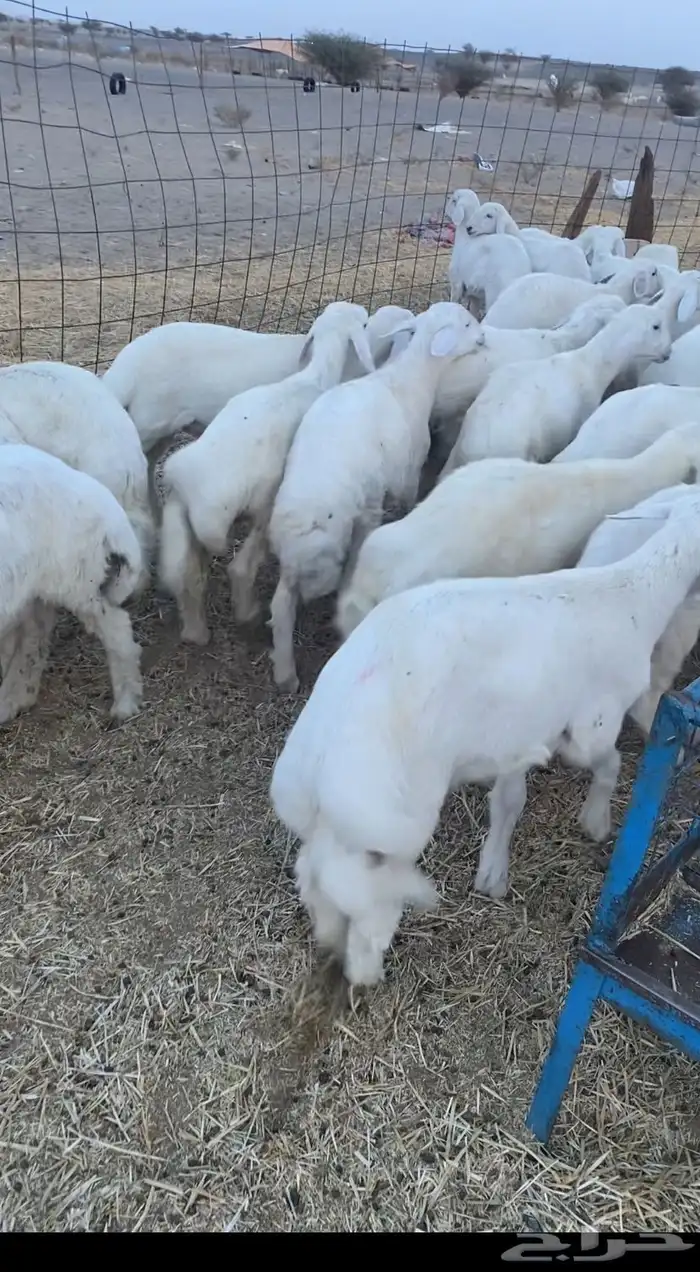 بهم وسط من ثلاث وفوق العداد 60كل طليان 1