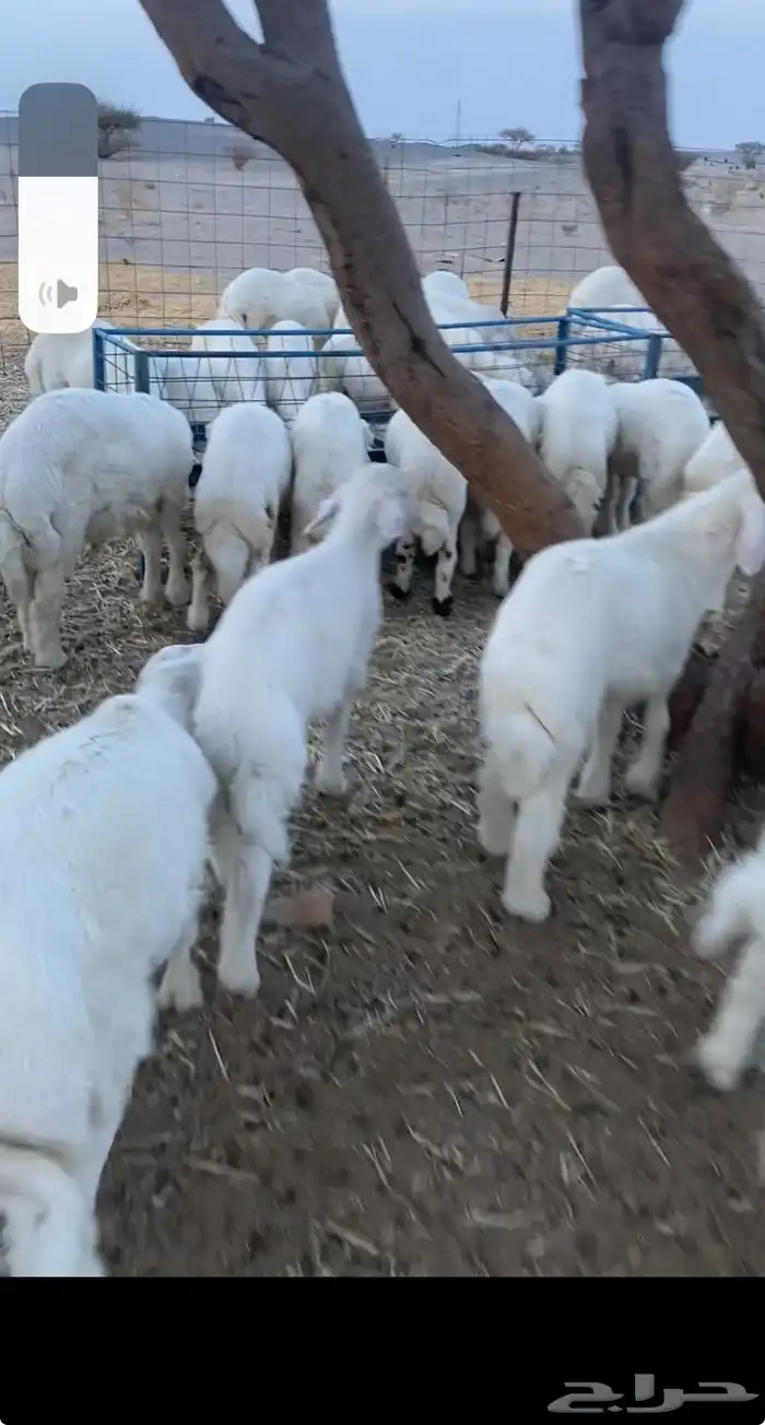 بهم وسط من ثلاث وفوق العداد 60كل طليان 0