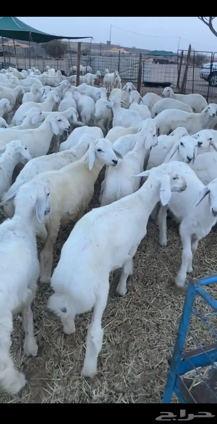 بهم وسط من ثلاث وفوق العداد 60كل طليان 6