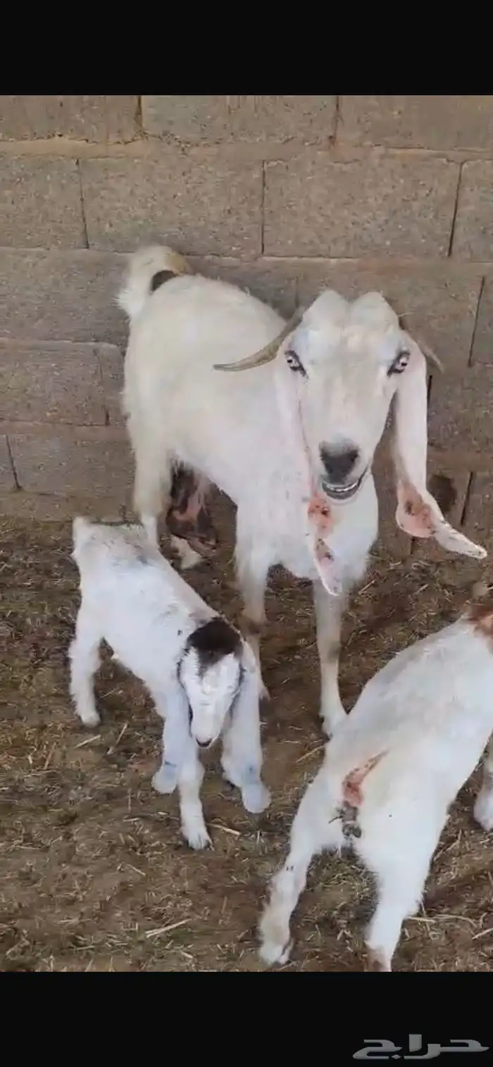 عنز بيضاء معها اثنين تيس وجفره تم البيع 7