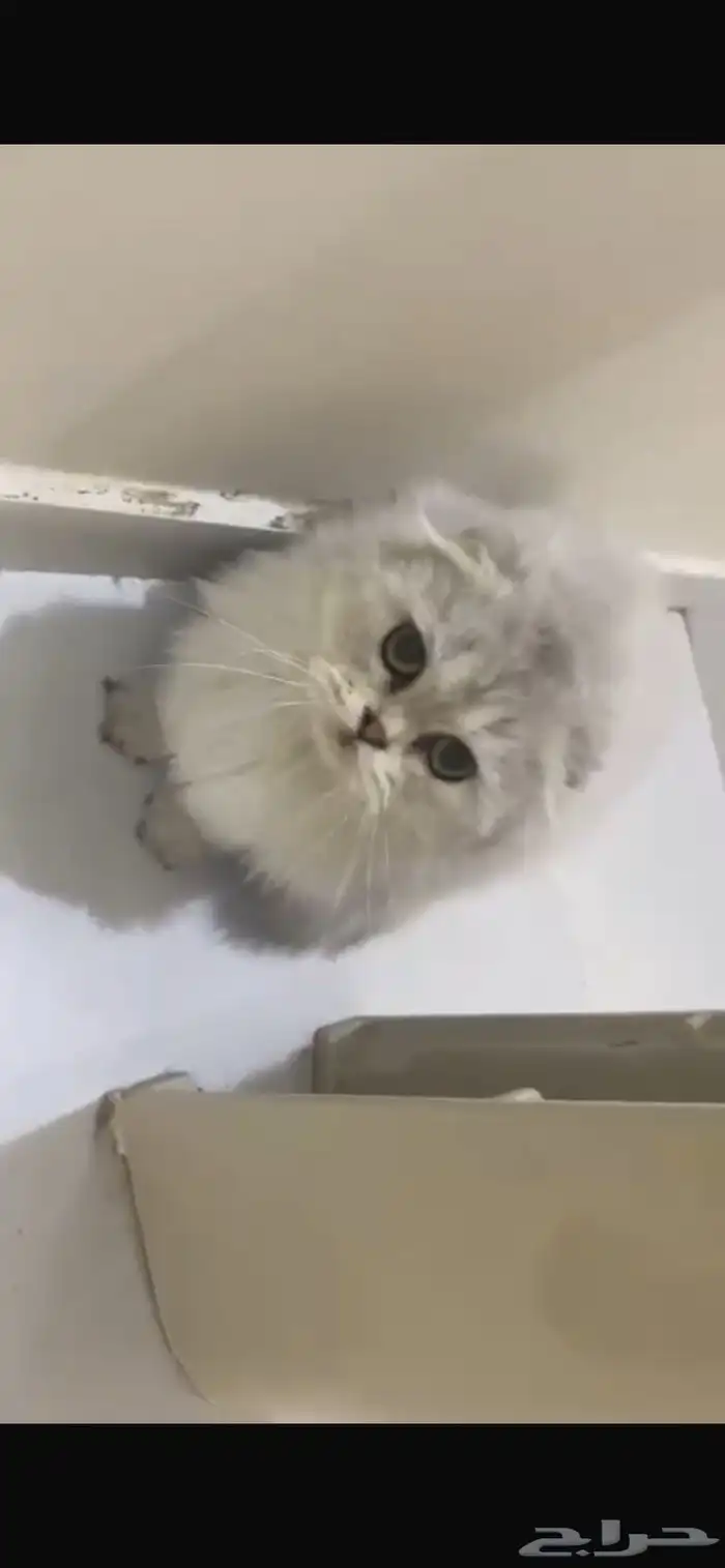 قط سكوتش فولد تبني العاجل 1