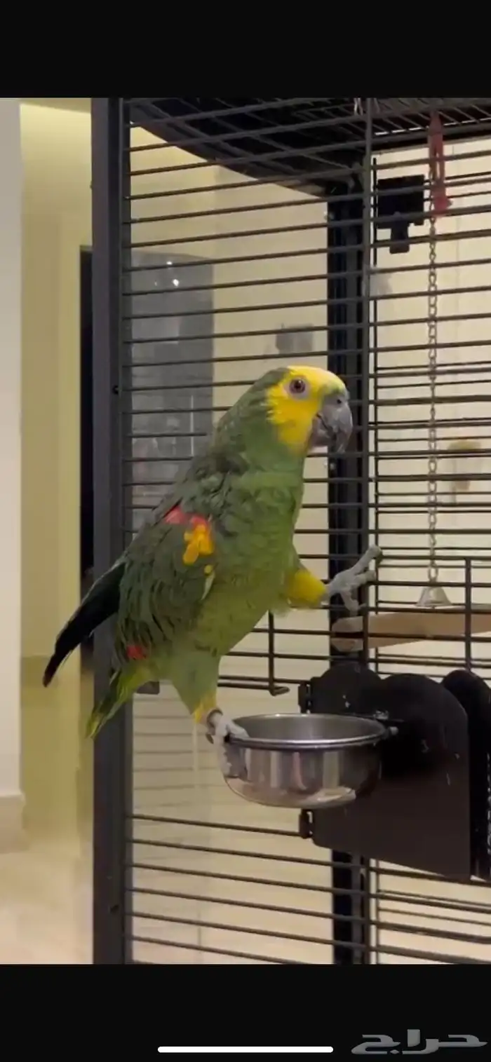 ببغاء امازوني 2