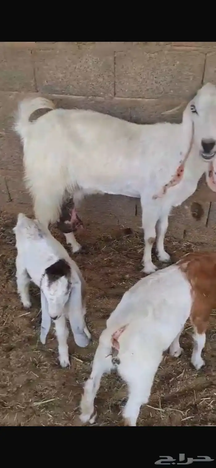 عنز بيضاء معها اثنين تيس وجفره تم البيع 3