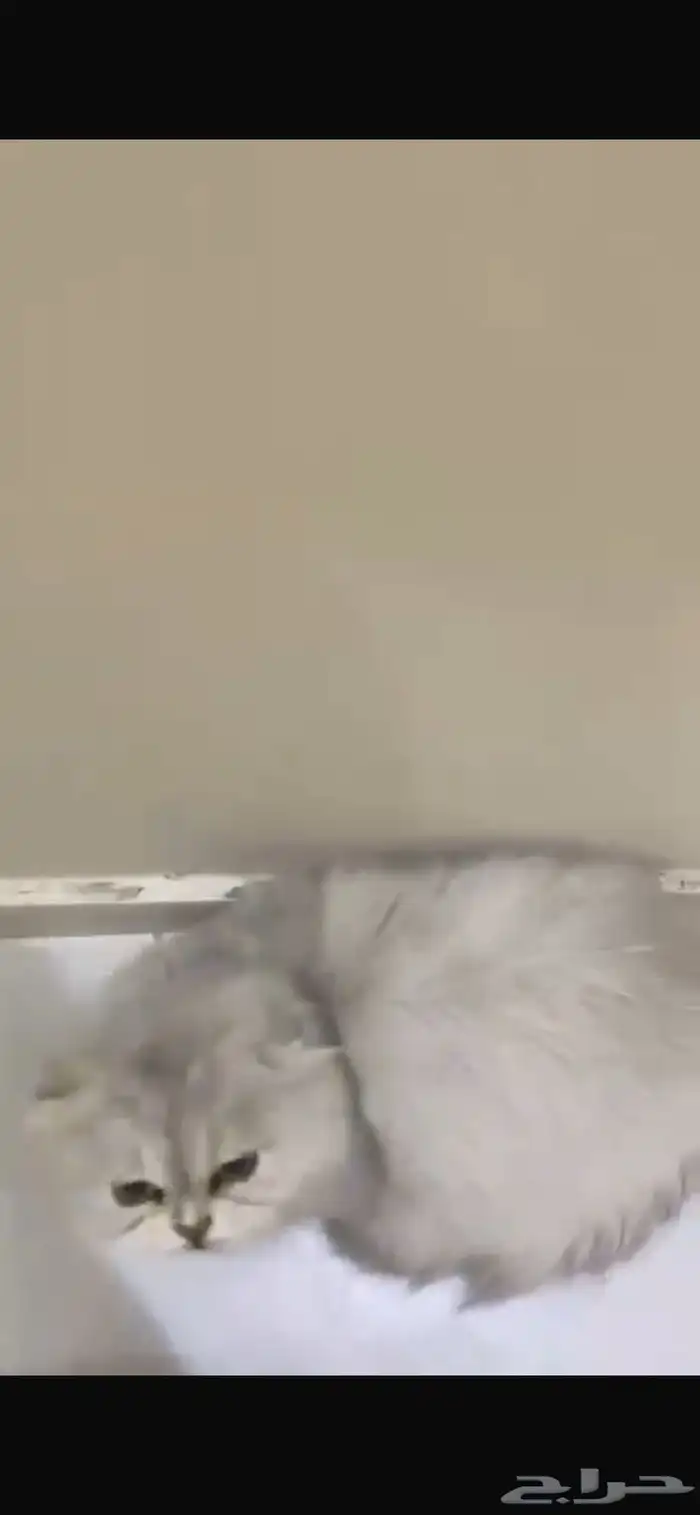 قط سكوتش فولد تبني العاجل 2