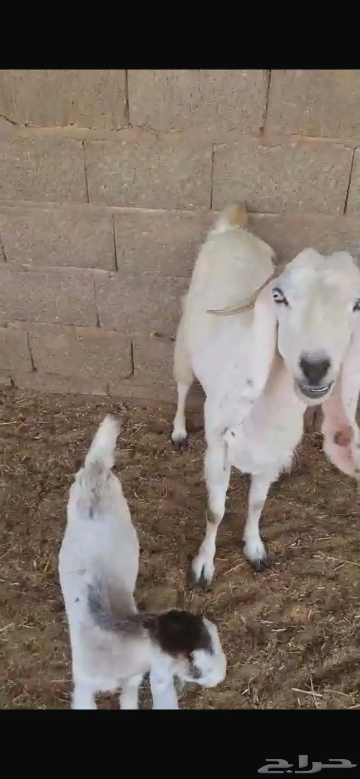 عنز بيضاء معها اثنين تيس وجفره تم البيع 0