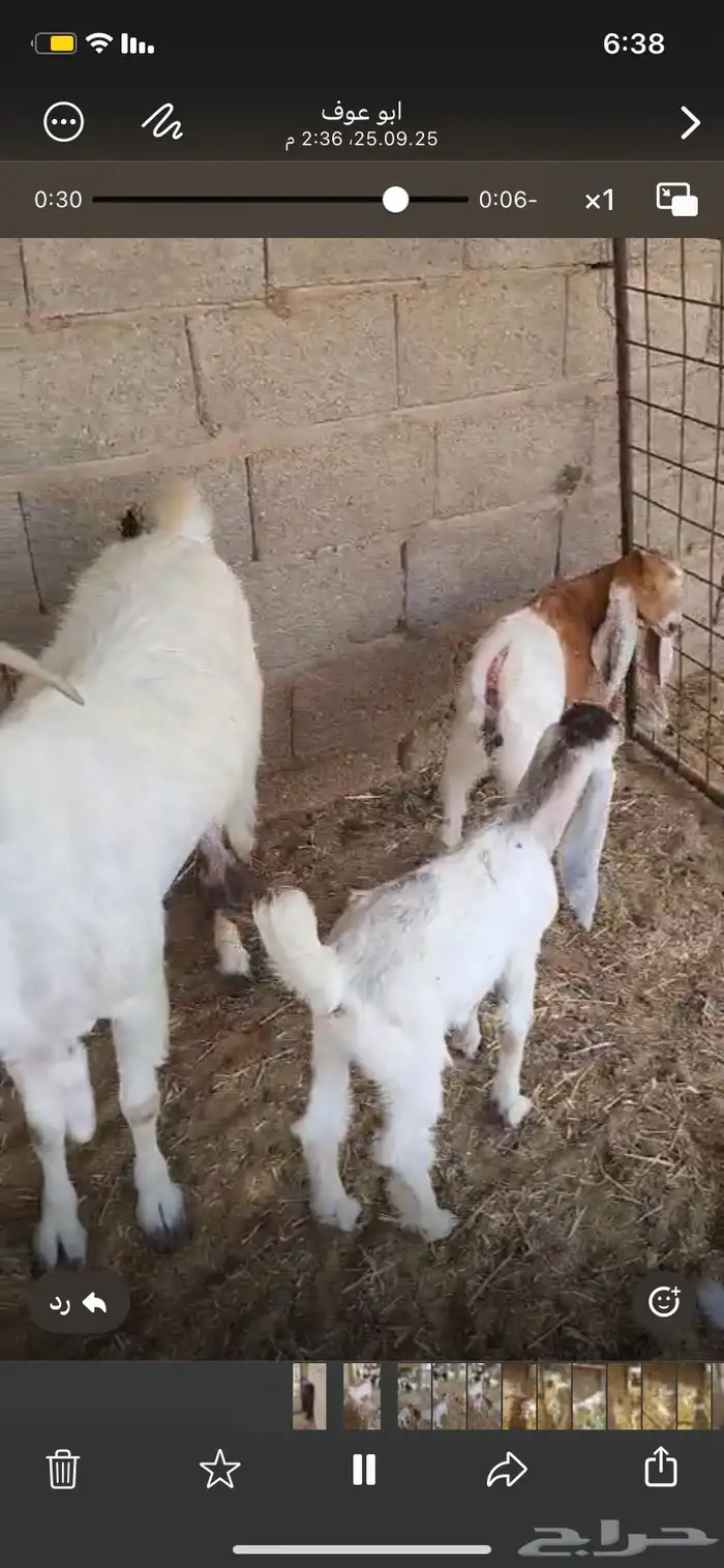 عنز بيضاء معها اثنين تيس وجفره تم البيع 1