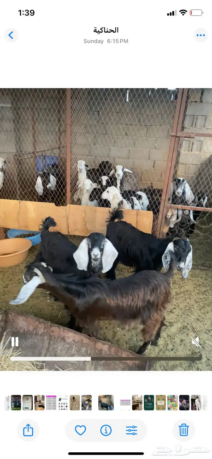 جفرات 1