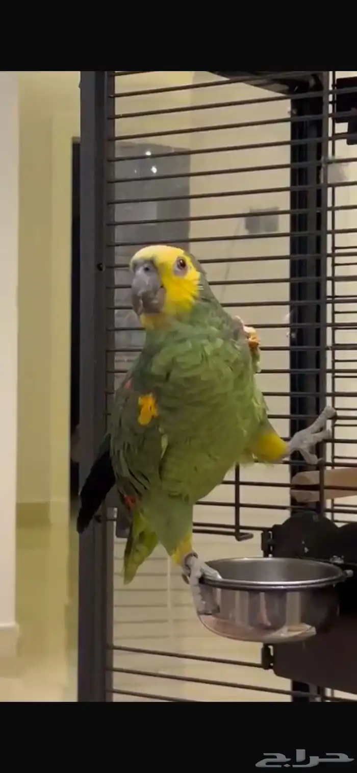 ببغاء امازوني 0