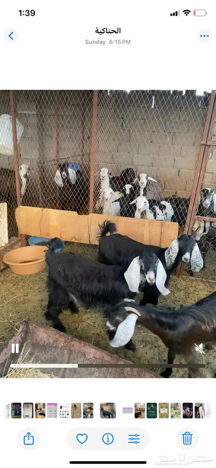 جفرات 2
