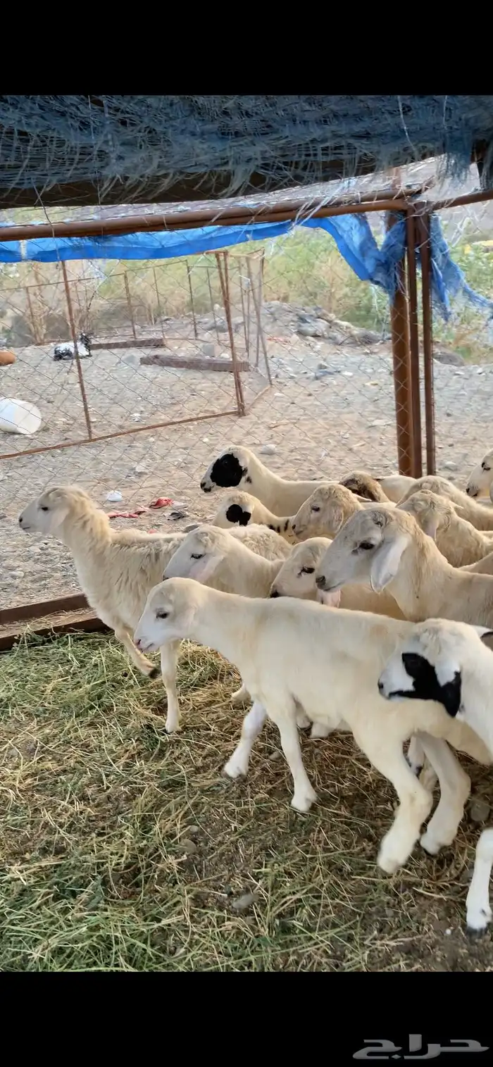 طليان ورخال حريه 0