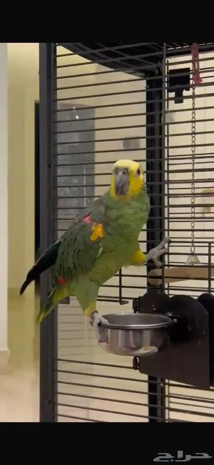 ببغاء امازوني 3