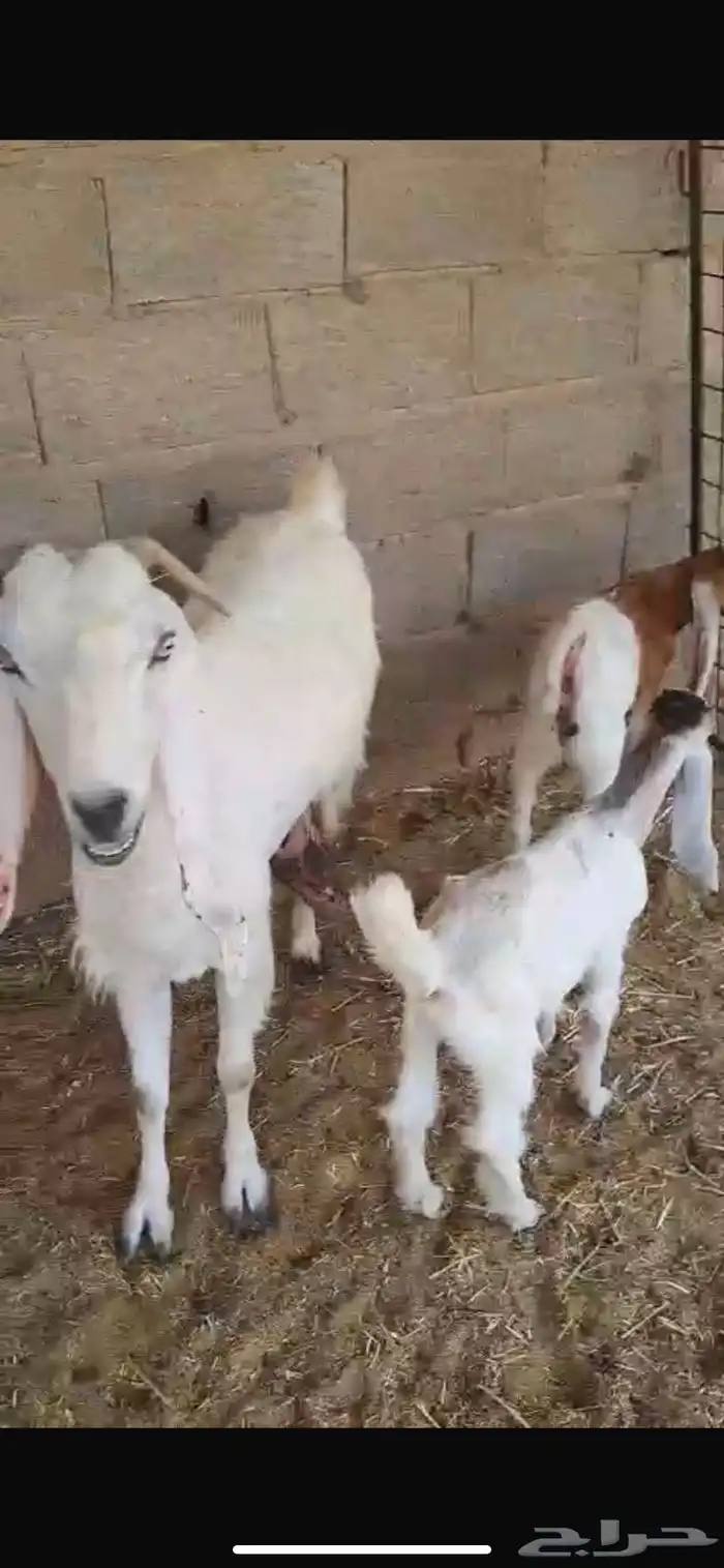 عنز بيضاء معها اثنين تيس وجفره تم البيع 9