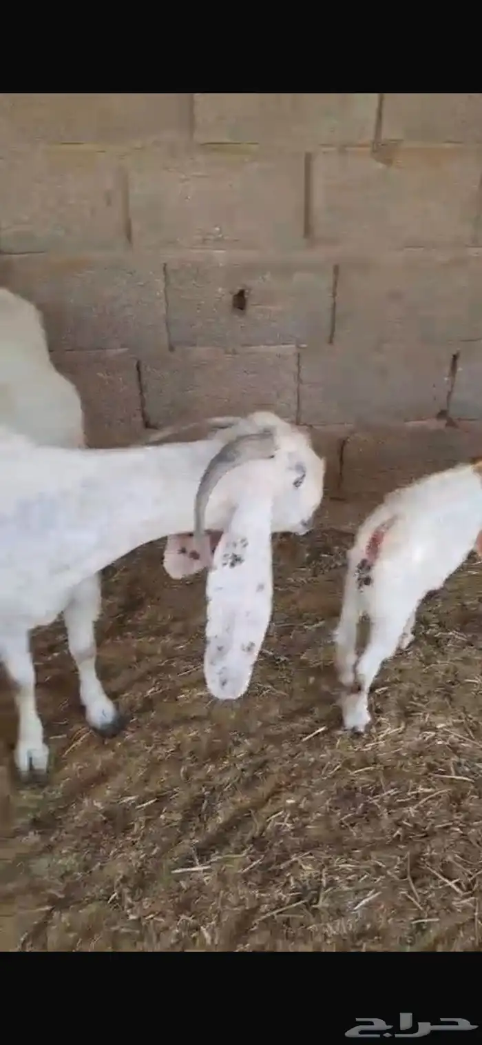 عنز بيضاء معها اثنين تيس وجفره تم البيع 5