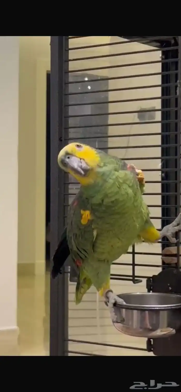 ببغاء امازوني 1