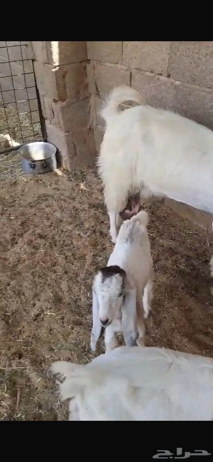 عنز بيضاء معها اثنين تيس وجفره تم البيع 8