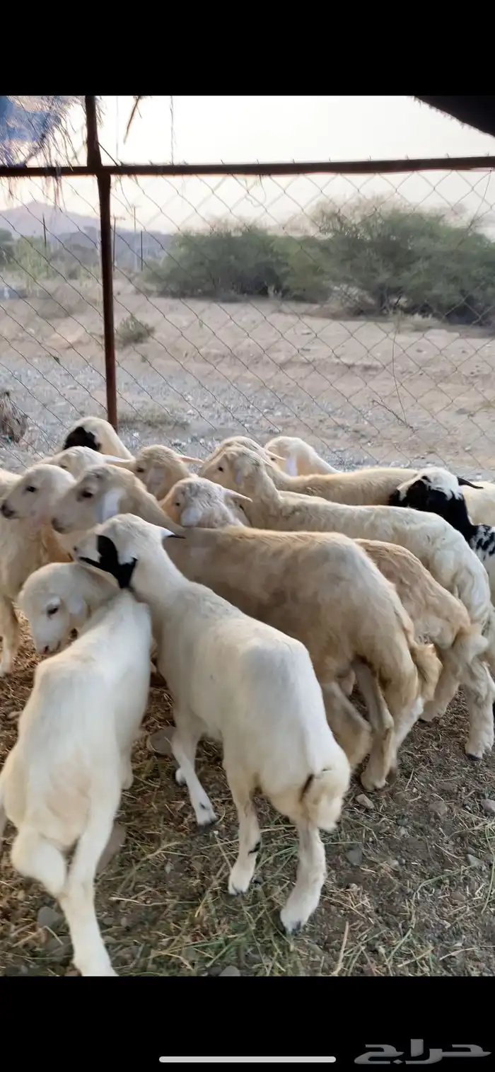 طليان ورخال حريه 1
