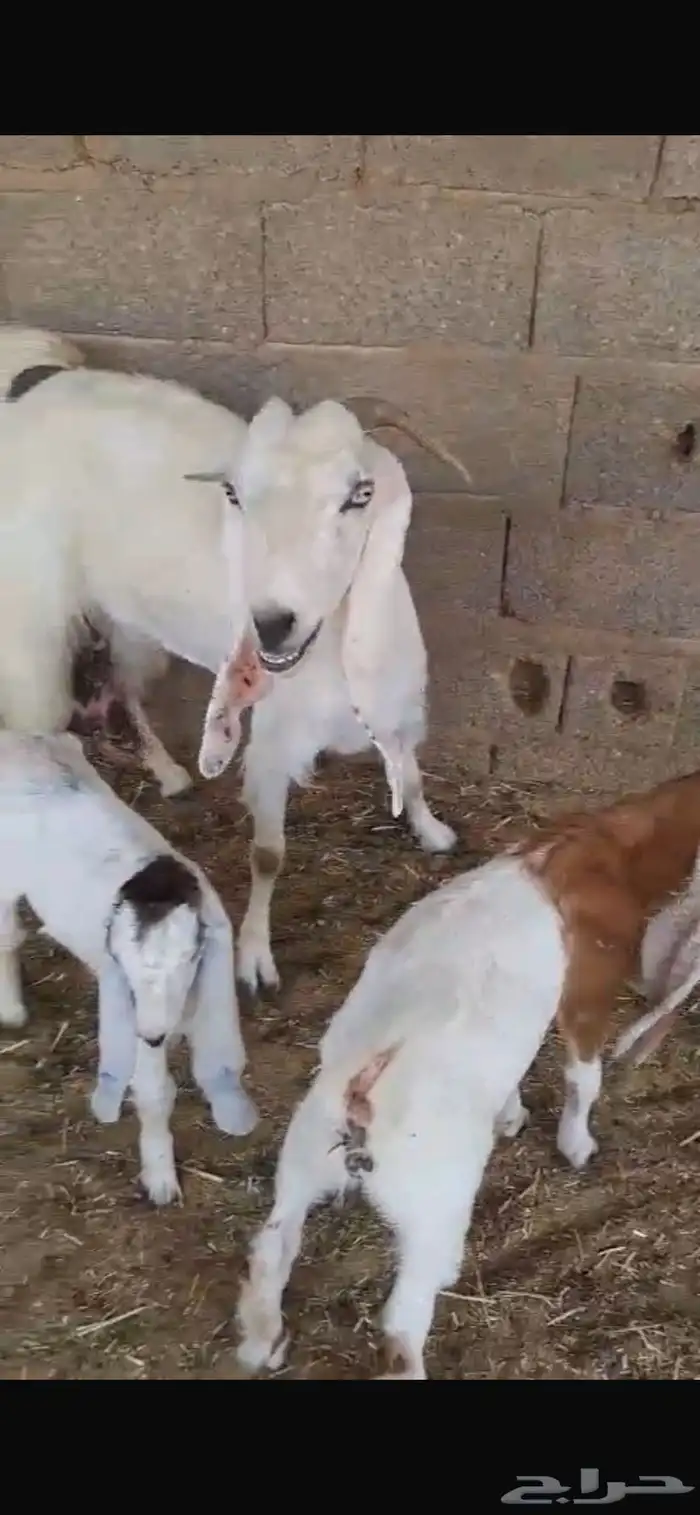 عنز بيضاء معها اثنين تيس وجفره تم البيع 4