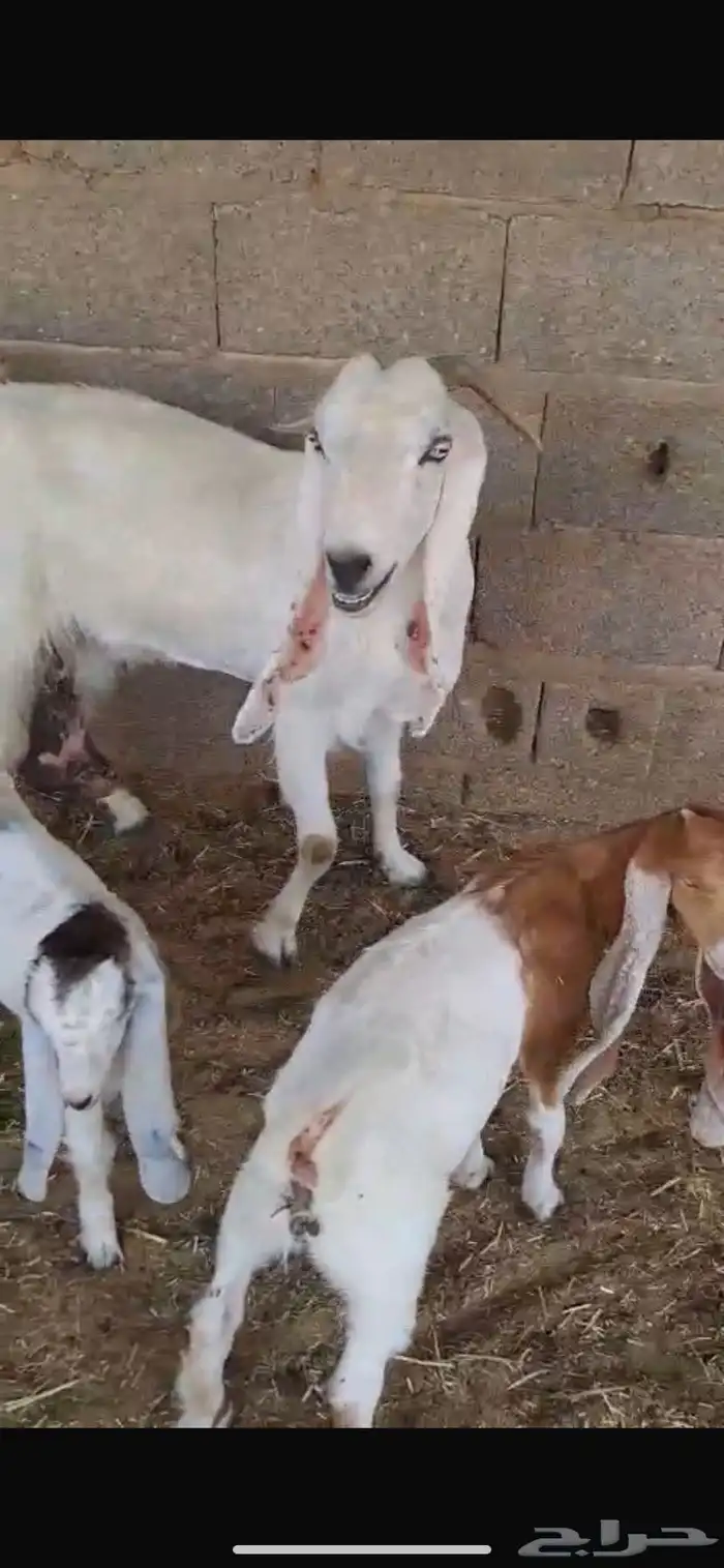 عنز بيضاء معها اثنين تيس وجفره تم البيع 6